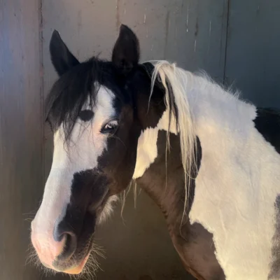 Single Equine Session - 1 Person